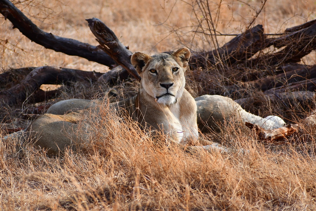 Tsavo East National Park